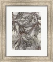 Framed Water Oak Leaves