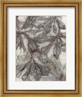 Framed Water Oak Leaves