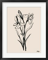 Framed Iris Sketch I