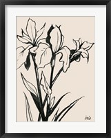 Framed Iris Sketch III