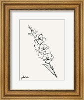 Framed Gladiola Sketch I