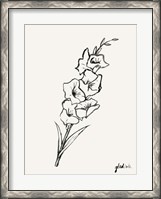 Framed Gladiola Sketch II