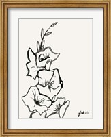 Framed Gladiola Sketch III