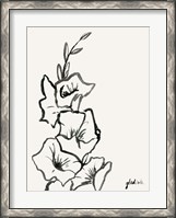 Framed Gladiola Sketch III