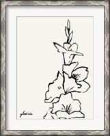 Framed Gladiola Sketch IV
