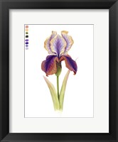 Framed Rainbow Iris I