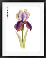 Framed Rainbow Iris I