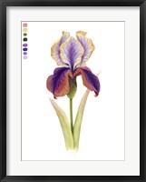 Rainbow Iris I Framed Print