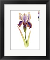 Framed Rainbow Iris II