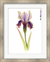 Framed Rainbow Iris II