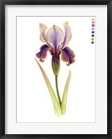 Rainbow Iris II Framed Print