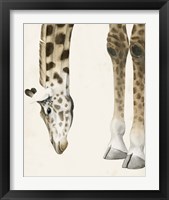 At Your Feet II Framed Print