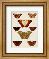 Framed Butterflies Displayed I