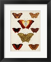 Framed Butterflies Displayed I