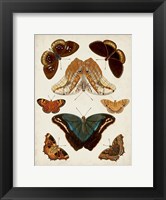 Framed Butterflies Displayed II
