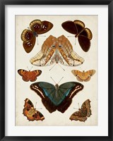Framed Butterflies Displayed II