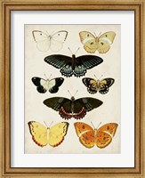 Framed Butterflies Displayed III