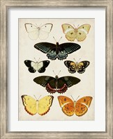 Framed Butterflies Displayed III