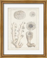 Framed Antique White Coral III