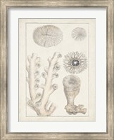 Framed Antique White Coral III