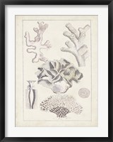 Framed Antique White Coral IV