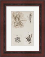Framed Coral Collage III
