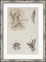 Framed Coral Collage III