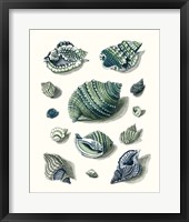 Framed Celadon Shells II