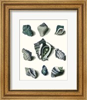 Framed Celadon Shells IV