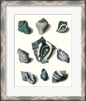 Framed Celadon Shells IV