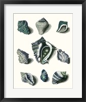 Framed Celadon Shells IV