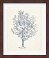 Framed Antique Coral Collection III