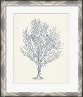 Framed 'Antique Coral Collection III' border=