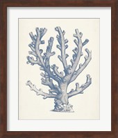 Framed 'Antique Coral Collection VI' border=