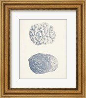 Framed Antique Coral Collection VII