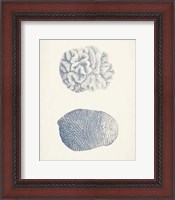 Framed 'Antique Coral Collection VII' border=
