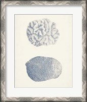 Framed 'Antique Coral Collection VII' border=
