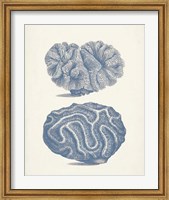 Framed Antique Coral Collection IX