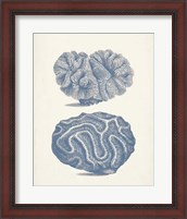Framed Antique Coral Collection IX