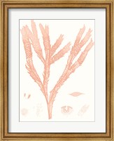 Framed Vivid Coral Seaweed II