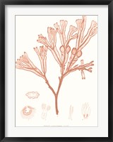 Framed Vivid Coral Seaweed III