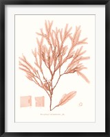Framed Vivid Coral Seaweed V