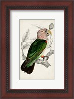 Framed Antique Parrot Pair I