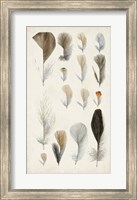Framed Antique Bird Feathers I