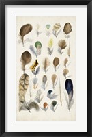 Framed Antique Bird Feathers II