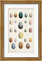 Framed Antique Bird Eggs II