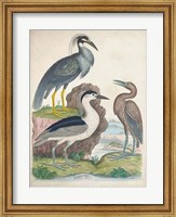 Framed Antique Heron & Waterbirds I