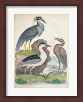 Framed Antique Heron & Waterbirds I