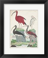 Framed Antique Heron & Waterbirds II