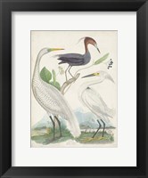 Framed Antique Heron & Waterbirds III